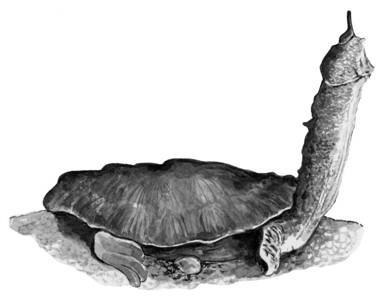 Черепахи - i_011.jpg