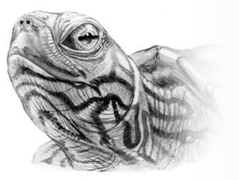 Черепахи - i_017.jpg