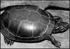 Черепахи - i_020.jpg