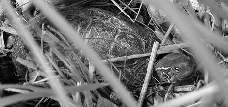 Черепахи - i_023.jpg