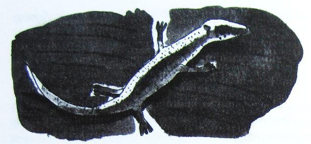 Грибной дождь для героя - _016.jpg