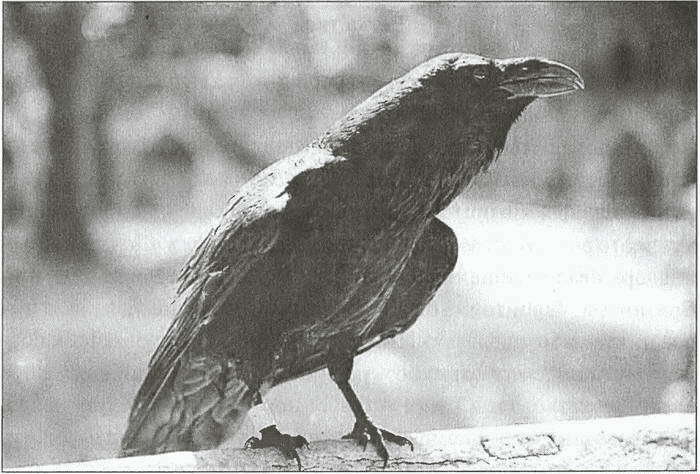 Тайны древних бриттов - i_073.jpg