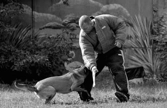 Атакующие собаки. Мифы и реальность современной дрессировки - i_023.jpg