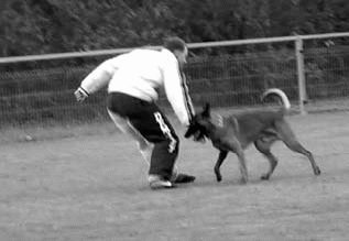 Атакующие собаки. Мифы и реальность современной дрессировки - i_051.jpg