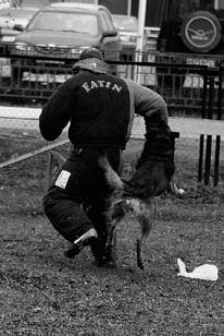Атакующие собаки. Мифы и реальность современной дрессировки - i_061.jpg