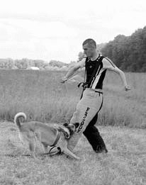 Атакующие собаки. Мифы и реальность современной дрессировки - i_077.jpg