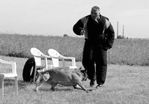 Атакующие собаки. Мифы и реальность современной дрессировки - i_088.jpg