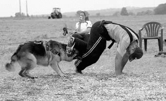 Атакующие собаки. Мифы и реальность современной дрессировки - i_099.jpg
