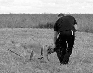 Атакующие собаки. Мифы и реальность современной дрессировки - i_101.jpg