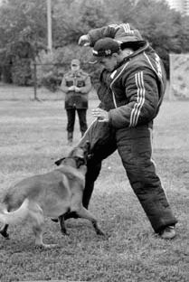 Атакующие собаки. Мифы и реальность современной дрессировки - i_103.jpg