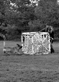 Атакующие собаки. Мифы и реальность современной дрессировки - i_130.jpg