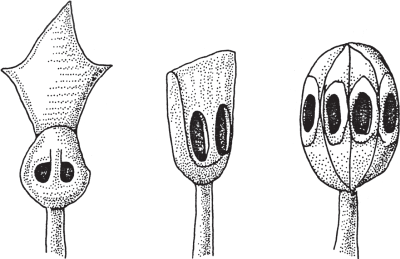 Монгольская империя Чингизидов. Чингисхан и его преемники - _01.png