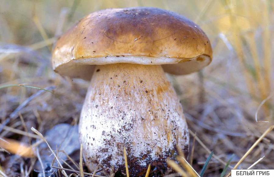 Расскажите детям о грибах - i_001.jpg