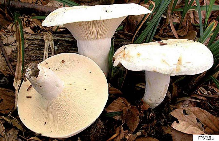 Расскажите детям о грибах - i_002.jpg