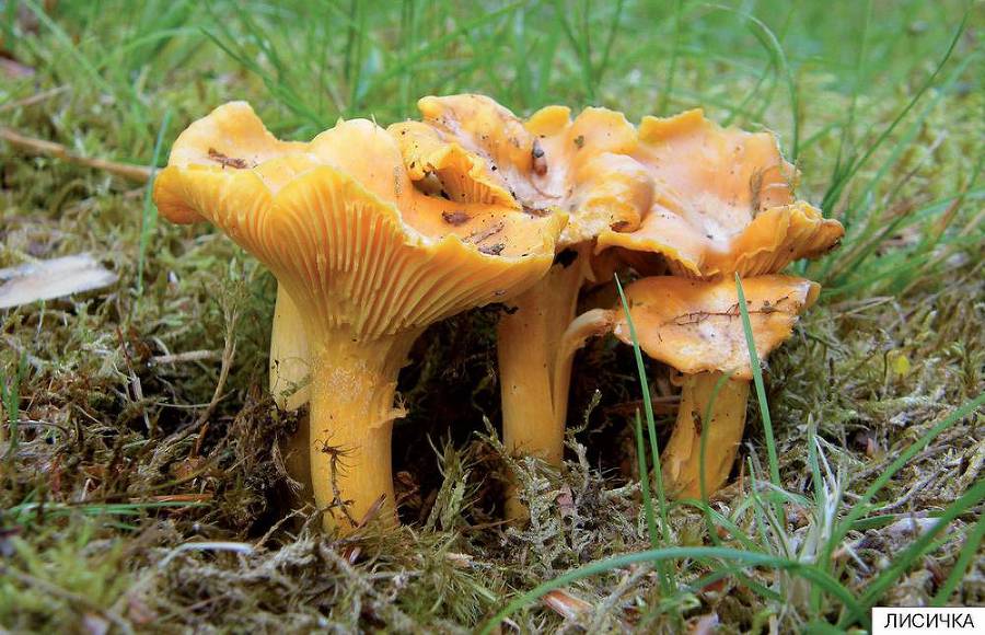 Расскажите детям о грибах - i_003.jpg