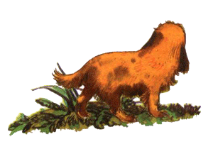 Барбара и летние собаки - i_007.png