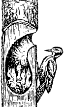 Непослушное дитя биосферы - c02p22.png