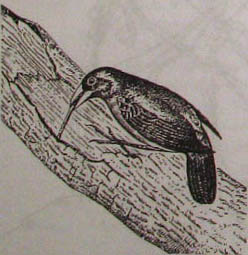 Непослушное дитя биосферы. Беседа первая и вторая - doc2fb_image_02000020.jpg