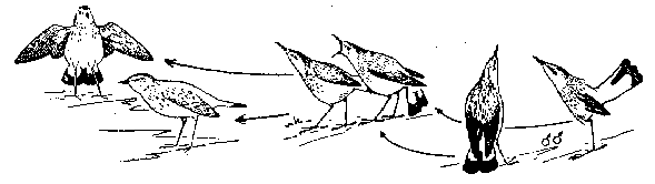 Этологические экскурсии по запретным садам гуманитариев - doc2fb_image_0300000E.png