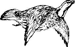 По родному краю - Porod052_.png