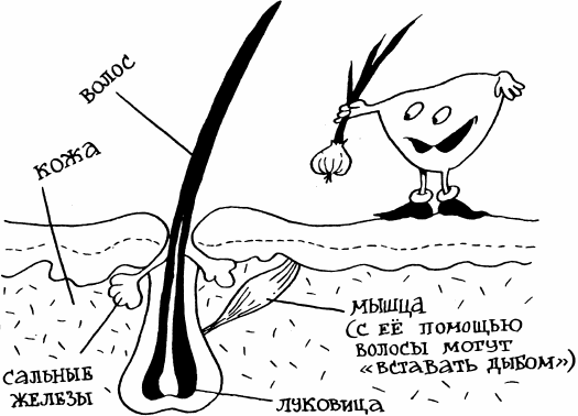 Как устроен человек - _16.png