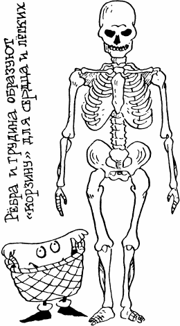 Как устроен человек - _19.png