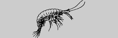 Мои питомцы и другие звери - img85.png