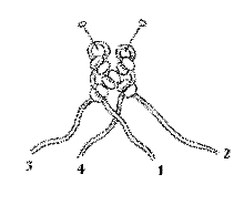 Макраме. Фриволите: Практическое руководство - i_036.png