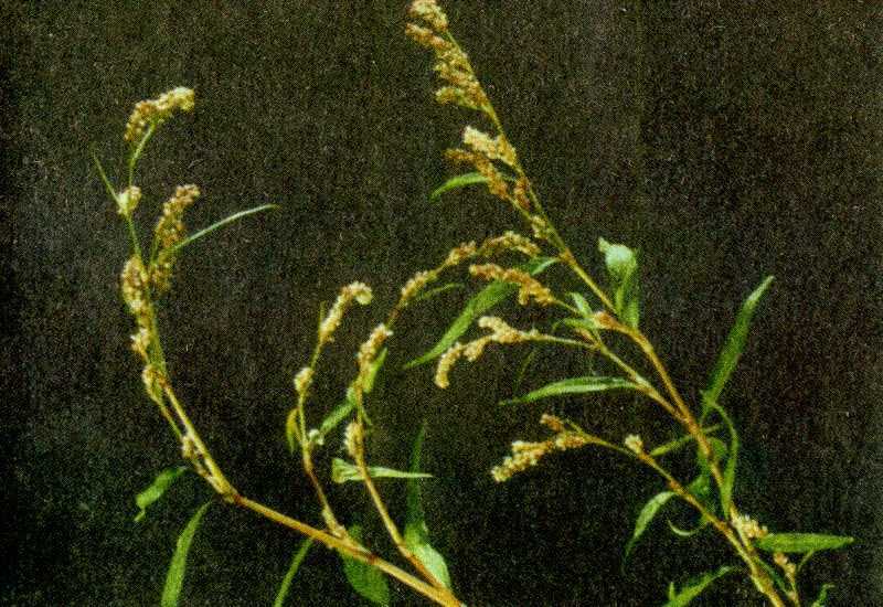 Одолень-трава - g13.jpg