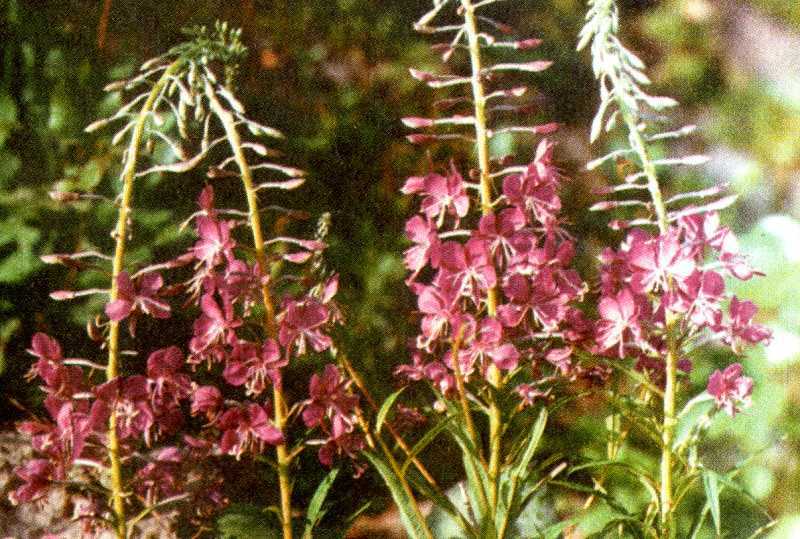 Одолень-трава - g19.jpg