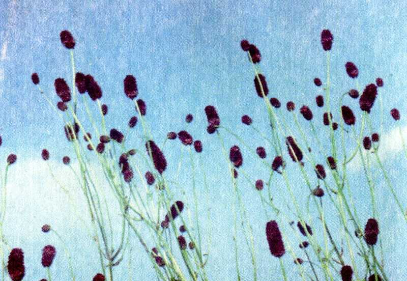 Одолень-трава - g24.jpg