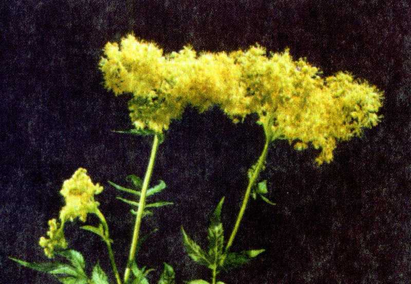 Одолень-трава - g27.jpg