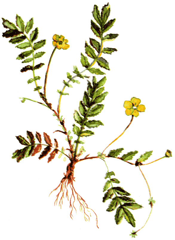 Одолень-трава - g29.png