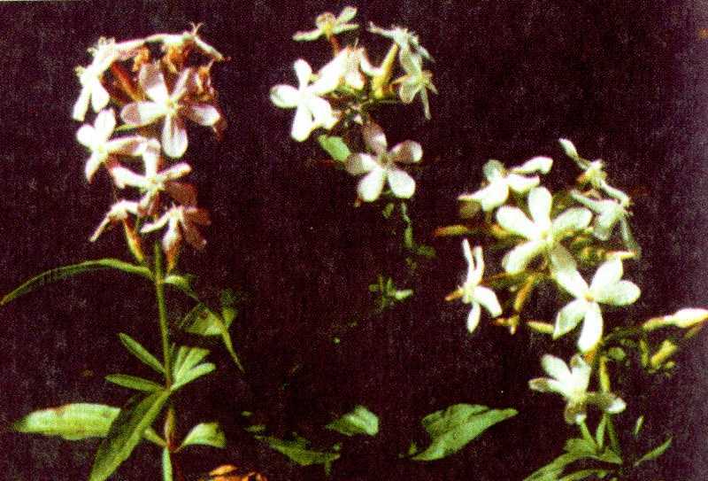 Одолень-трава - g36.jpg