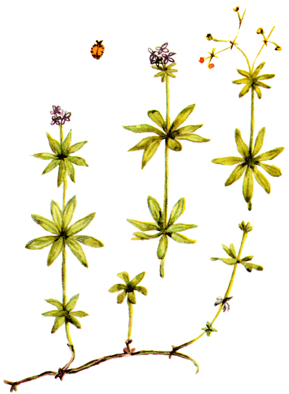 Одолень-трава - g42.png