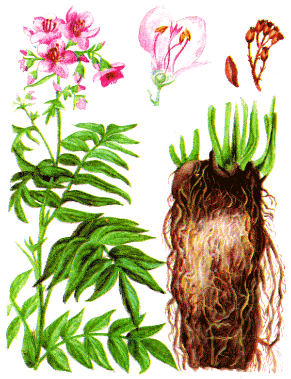 Одолень-трава - g46.png