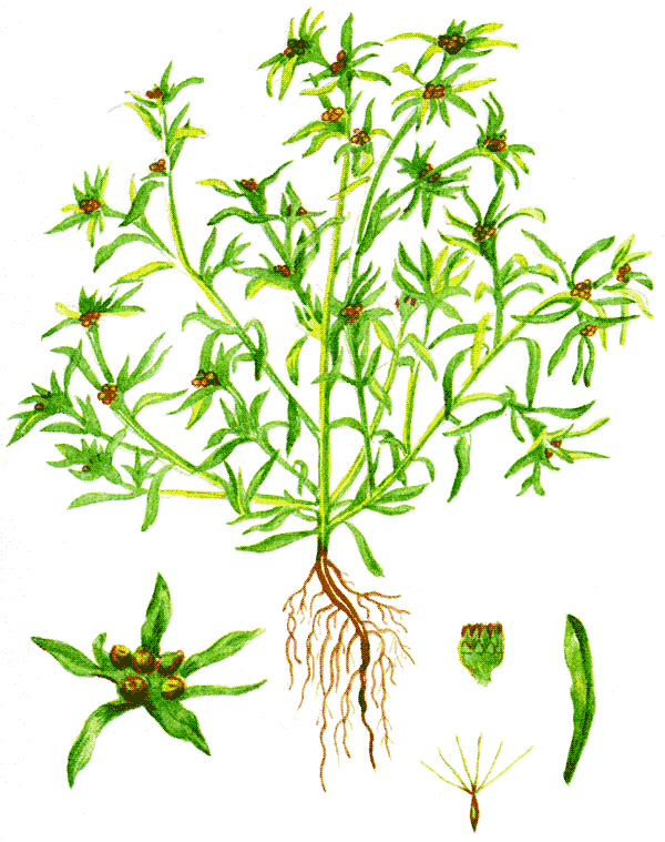 Одолень-трава - g49.png