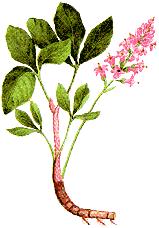 Одолень-трава - g51.png