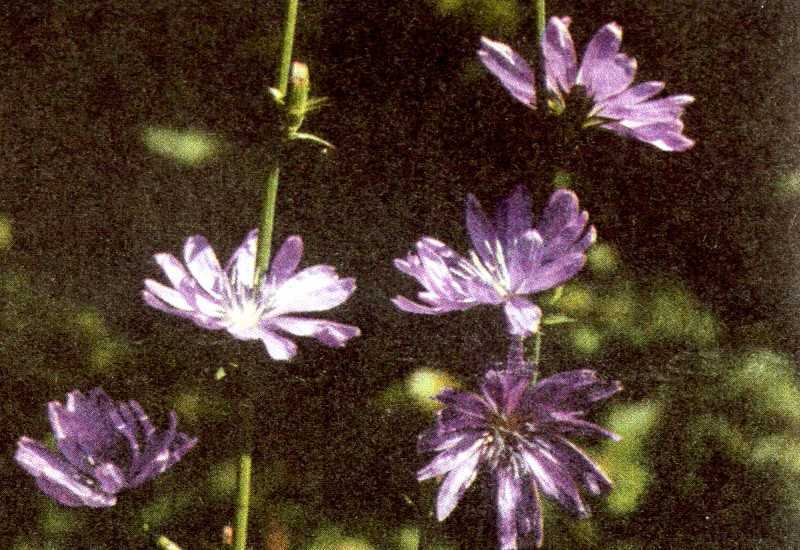 Одолень-трава - g54.jpg