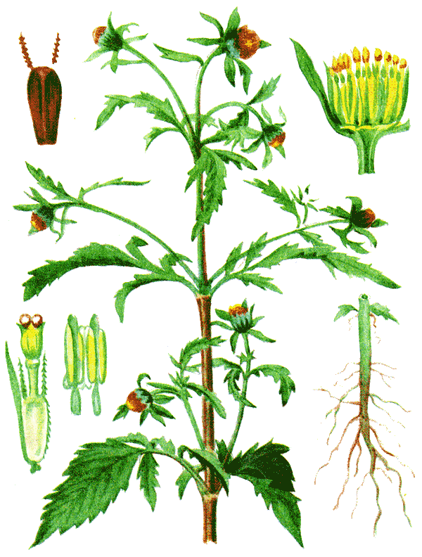 Одолень-трава - g57.png