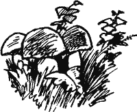 Ветерок - Solpr249.png