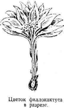 Путешествие с домашними растениями - pic_20.jpg