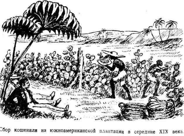 Путешествие с домашними растениями - pic_27.jpg