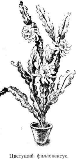 Путешествие с домашними растениями - pic_28.jpg