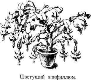 Путешествие с домашними растениями - pic_29.jpg