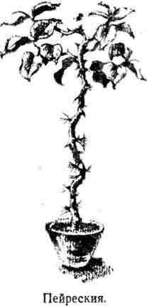 Путешествие с домашними растениями - pic_30.jpg