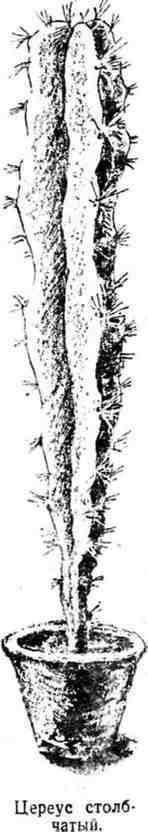 Путешествие с домашними растениями - pic_31.jpg