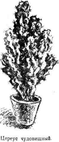 Путешествие с домашними растениями - pic_32.jpg