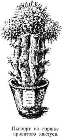 Путешествие с домашними растениями - pic_36.jpg