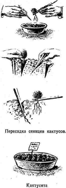 Путешествие с домашними растениями - pic_38.jpg